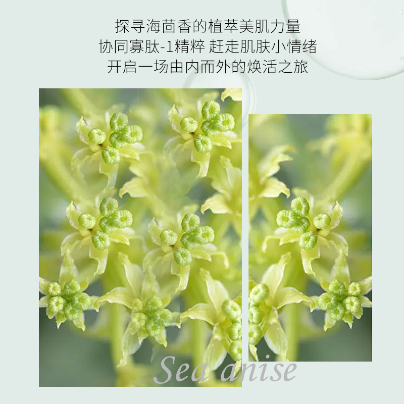 海茴香焕颜冻干粉套-主图2